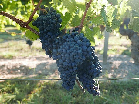 Bordeaux 2007: vyzr�l� klasika v mimo��dn� VIP nab�dce