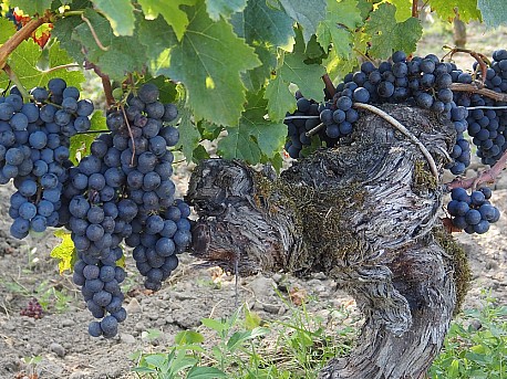 Ochutnali jsme v�no ikonick�ho pomerolsk�ho vina�stv� a za�ili 100% �ok!