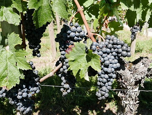 08 / 2026 � NEWSLETTER Z TOPVINO.CZ