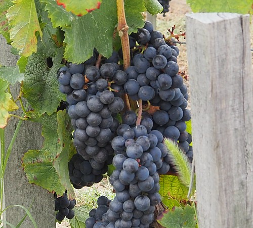 33 / 2026 � NEWSLETTER Z TOPVINO.CZ